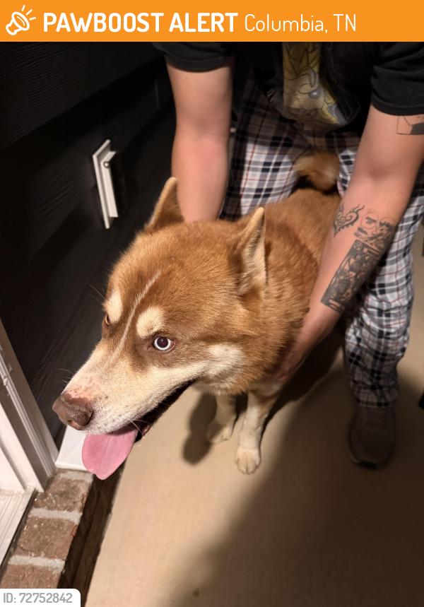 Found/Stray Male Dog last seen Near echo ridge rd, Columbia, TN 38401