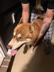 Found/Stray Male Dog last seen Near echo ridge rd, Columbia, TN 38401