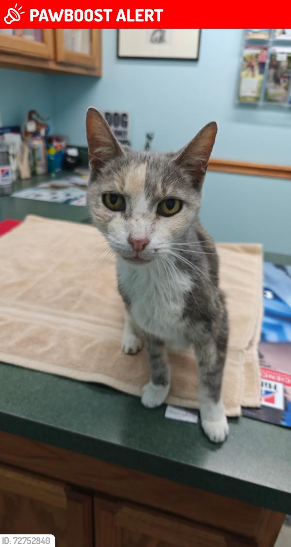 Lost Female Cat last seen Major Drive & Small Drive, Lake Worth Beach, FL 33461