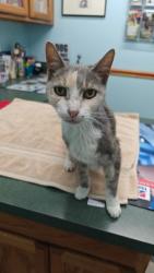 Lost Female Cat last seen Major Drive & Small Drive, Lake Worth Beach, FL 33461