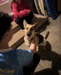 Found/Stray Unknown Dog last seen 9th street and Lucerne, Los Angeles, CA 90019