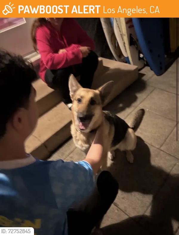 Found/Stray Unknown Dog last seen 9th street and Lucerne, Los Angeles, CA 90019