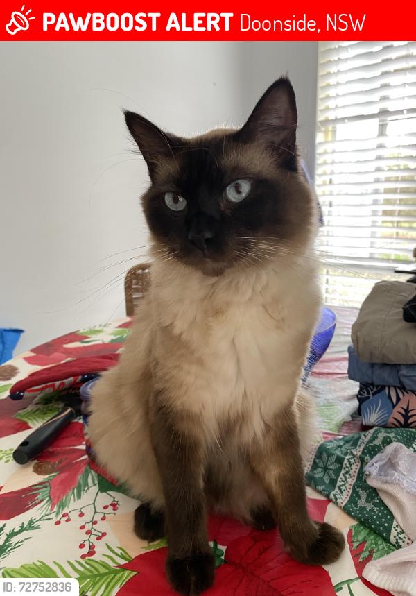 Lost Male Cat last seen  Herakles place, Doonside, NSW 2767