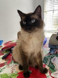 Lost Male Cat last seen  Herakles place, Doonside, NSW 2767