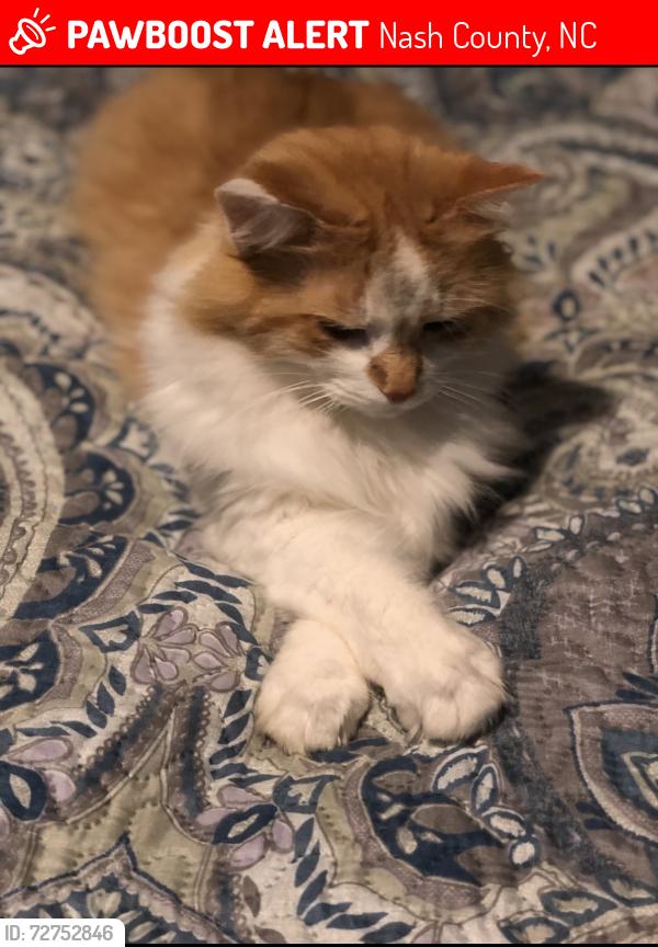 Lost Male Cat last seen Williams Run located off Strickland Road in Bailey, Nash County, NC 27807