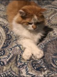 Lost Male Cat last seen Williams Run located off Strickland Road in Bailey, Nash County, NC 27807