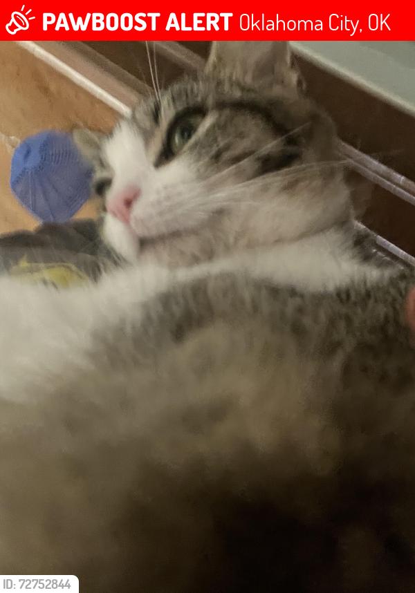 Lost Female Cat last seen Hefner lake, Oklahoma City, OK 73162