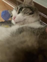 Lost Female Cat last seen Hefner lake, Oklahoma City, OK 73162