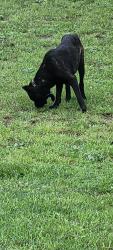 Found/Stray Unknown Dog last seen Elm Grove Road @ Woodbridge Dr, Rowlett, TX 75089