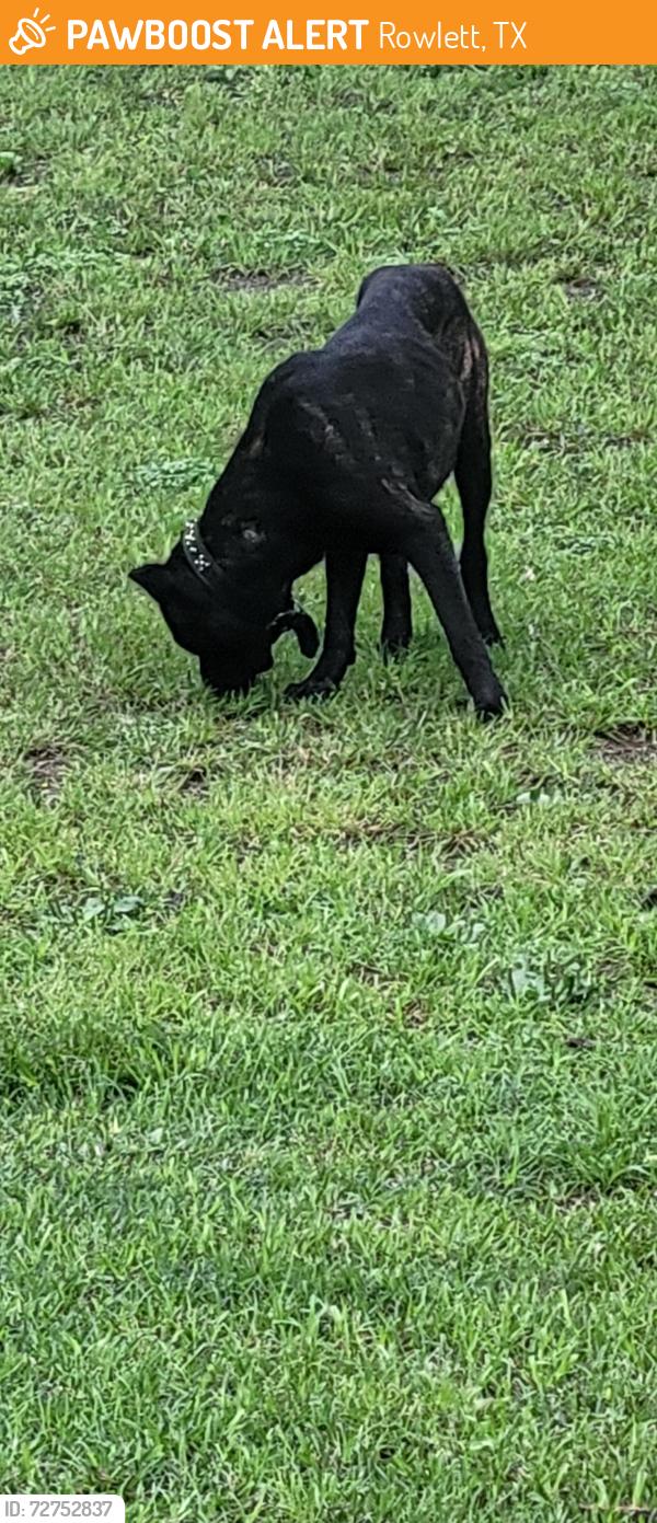 Found/Stray Unknown Dog last seen Elm Grove Road @ Woodbridge Dr, Rowlett, TX 75089