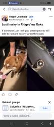 Found/Stray Male Dog last seen Echo Ridge rd , Columbia, TN 38401
