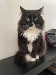 Reunited Female Cat last seen Manchester Street - Hunters Glen, Moline, MI 49348