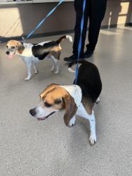Found/Stray Male Dog last seen Sweet arrow reserve , Dayton, OH 45440