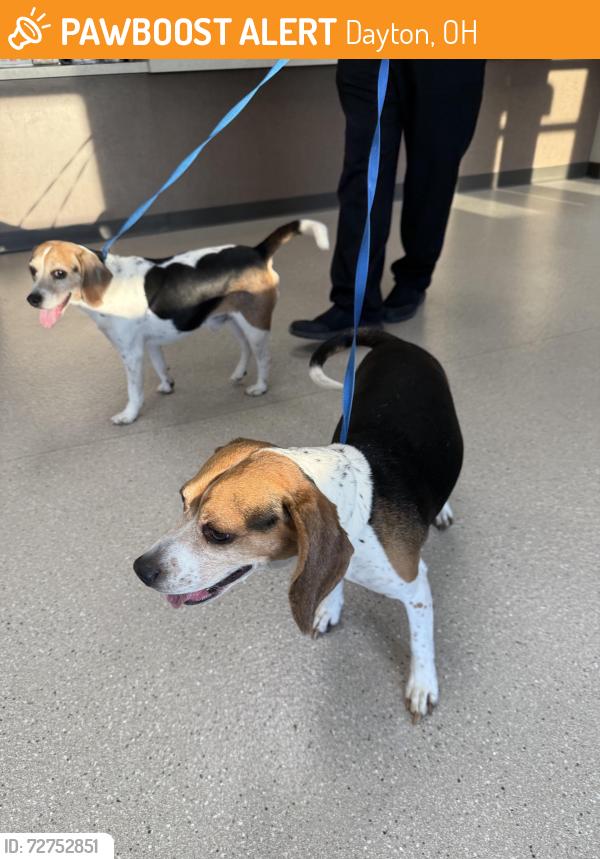Found/Stray Male Dog last seen Sweet arrow reserve , Dayton, OH 45440