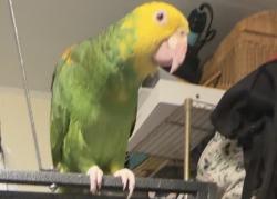 Lost Female Bird last seen Near old 288 highway , Clute, TX 77531
