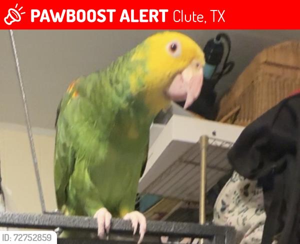 Lost Female Bird last seen Near old 288 highway , Clute, TX 77531