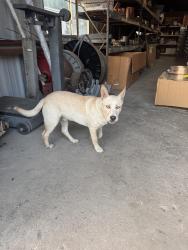 Found/Stray Male Dog last seen Aline and Springer, Houston, TX 77087