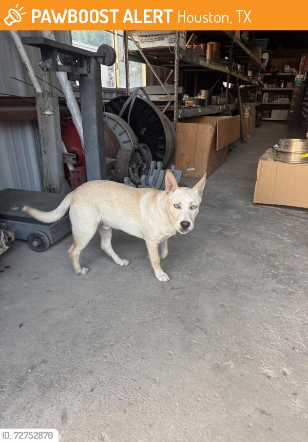 Found/Stray Male Dog last seen Aline and Springer, Houston, TX 77087