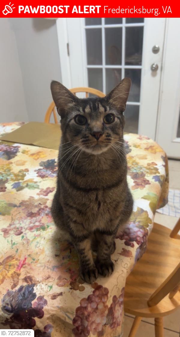 Lost Male Cat last seen Near central park s, Fredericksburg, VA 22401