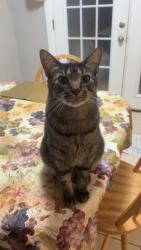 Lost Male Cat last seen Near central park s, Fredericksburg, VA 22401