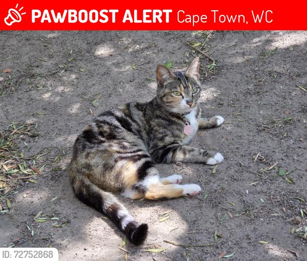 Lost Female Cat last seen Fivaz Street, Cape Town, WC 7550
