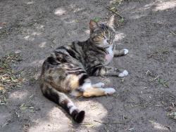 Lost Female Cat last seen Fivaz Street, Cape Town, WC 7550