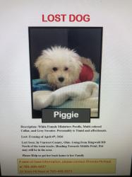 Lost Female Dog last seen Ringwald Road north of railroad tracks , Van Wert, OH 45891