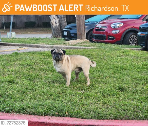 Found/Stray Male Dog last seen At the apmts on Weatherred Drive, Richardson, TX 75080