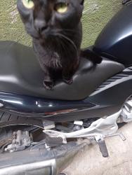 Lost Male Cat last seen em frente ao bar João lemos, Jardim Selma, SP 04431-050