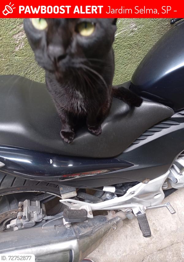 Lost Male Cat last seen em frente ao bar João lemos, Jardim Selma, SP 04431-050