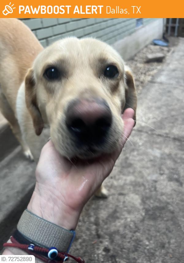 Found/Stray Male Dog last seen woodrow wilson high school , Dallas, TX 75214