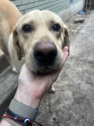 Found/Stray Male Dog last seen woodrow wilson high school , Dallas, TX 75214