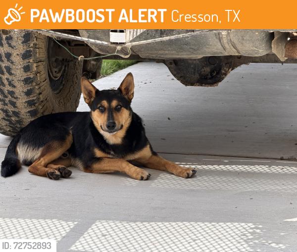 Found/Stray Male Dog last seen Near and 171, Cresson, TX 76035