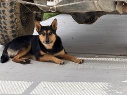 Found/Stray Male Dog last seen Near and 171, Cresson, TX 76035