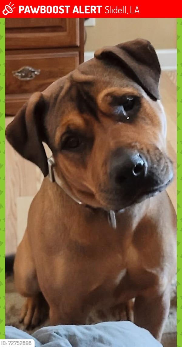 Lost Female Dog last seen Expelled out of car during serious crash, Slidell, LA 70458