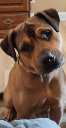 Lost Female Dog last seen Expelled out of car during serious crash, Slidell, LA 70458