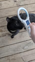 Found/Stray Unknown Cat last seen Allegan Secretary of State , Allegan, MI 49010