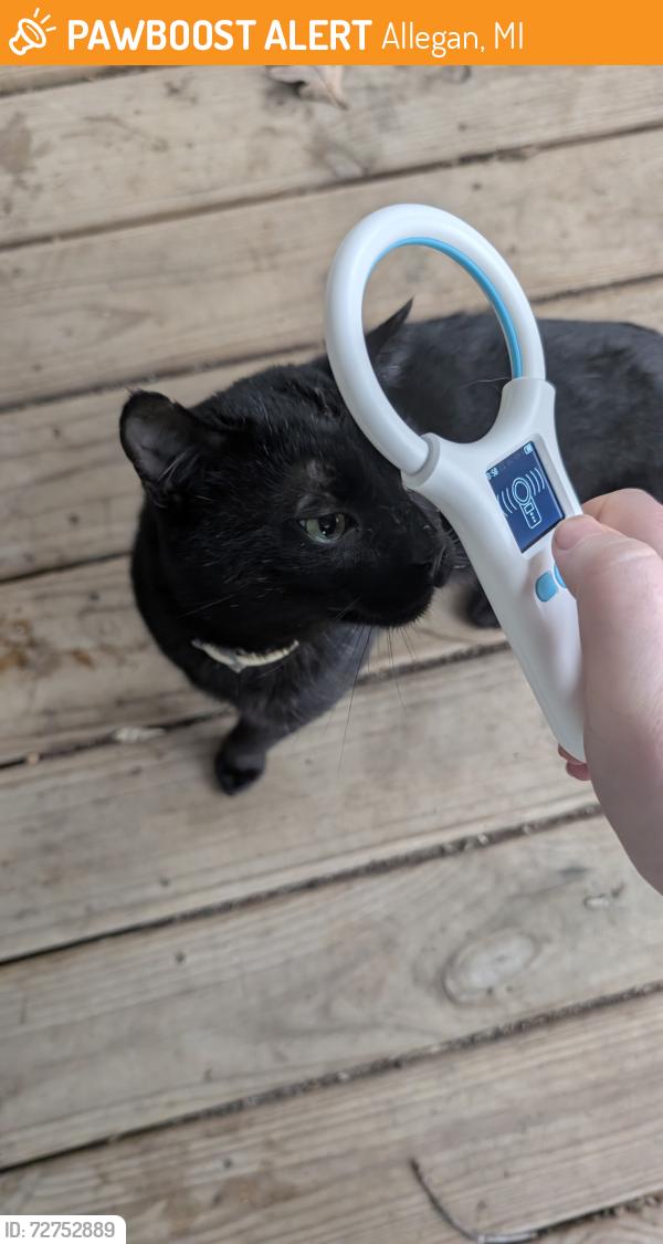 Found/Stray Unknown Cat last seen Allegan Secretary of State , Allegan, MI 49010
