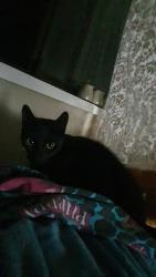 Lost Male Cat last seen Noojee road, Neerim Junction, VIC 3832