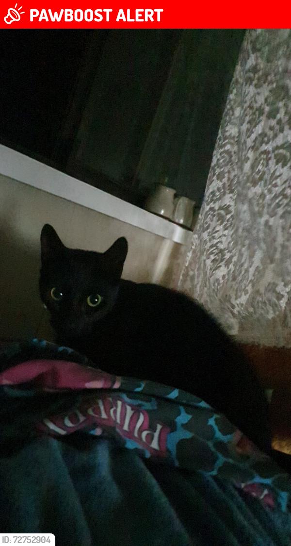 Lost Male Cat last seen Noojee road, Neerim Junction, VIC 3832