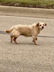 Found/Stray Unknown Dog last seen Ledgestone Drive, Killeen, TX 76549