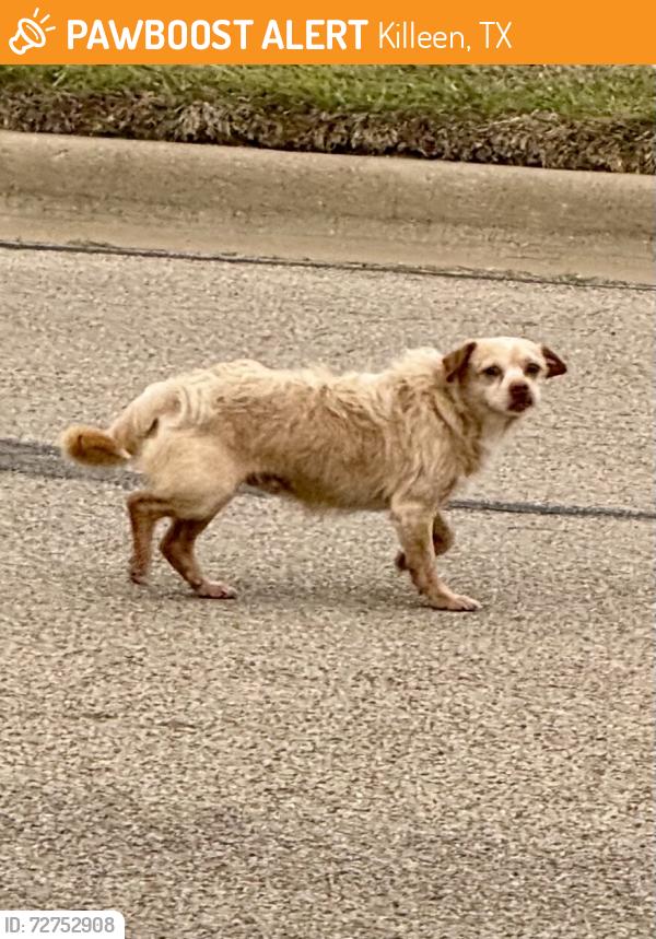 Found/Stray Unknown Dog last seen Ledgestone Drive, Killeen, TX 76549