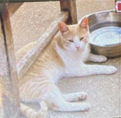 Lost Male Cat last seen Berry Creek, Georgetown, TX 78628