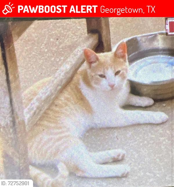 Lost Male Cat last seen Berry Creek, Georgetown, TX 78628