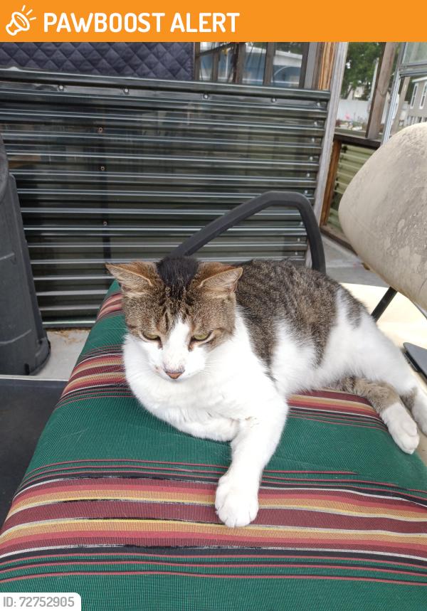 Found/Stray Male Cat last seen Littleton road and n 41, North Fort Myers, FL 33903