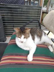 Found/Stray Male Cat last seen Littleton road and n 41, North Fort Myers, FL 33903