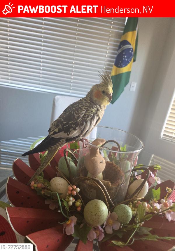 Lost Male Bird last seen Racetrack , Henderson, NV 89015