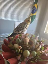 Lost Male Bird last seen Racetrack , Henderson, NV 89015
