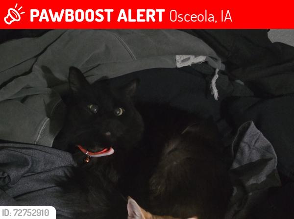 Lost Male Cat last seen Railroad tracks, animal shelter, Osceola, IA 50213