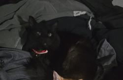 Lost Male Cat last seen Railroad tracks, animal shelter, Osceola, IA 50213